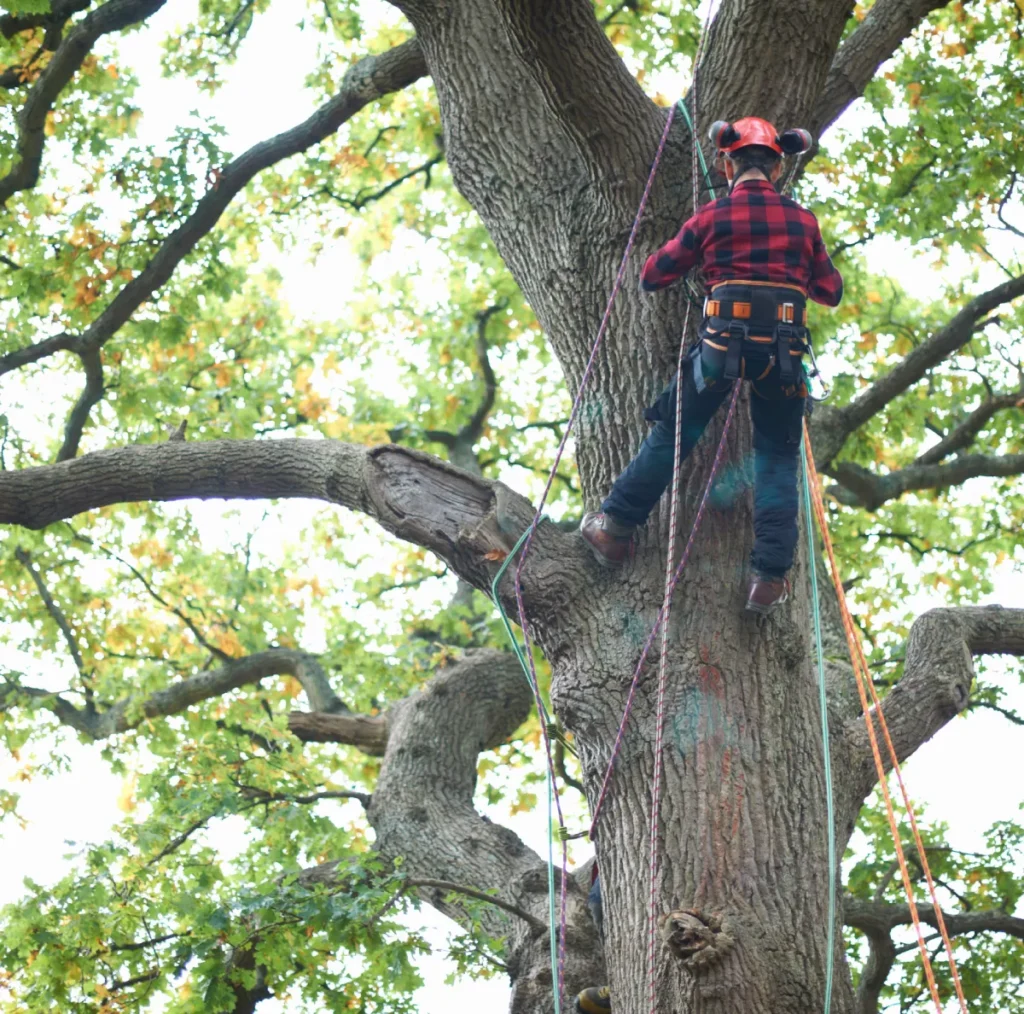 A tree climber in a red plaid shirt and helmet ascends a large tree using ropes. The scene is set among vibrant green leaves, conveying adventure.